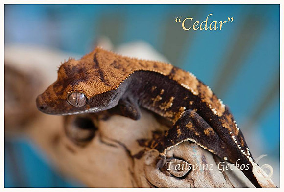 CEDAR - TARA LEIGH'S CRESTIES