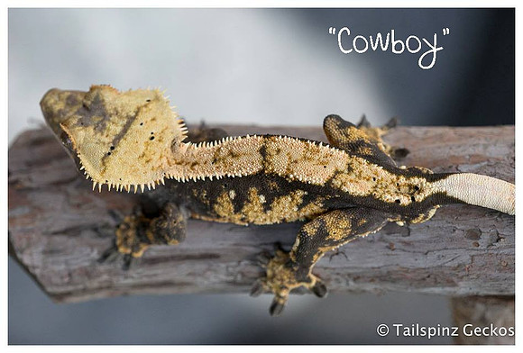COWBOY - Northern Gecko