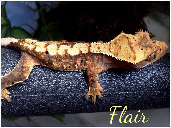 FLAIR