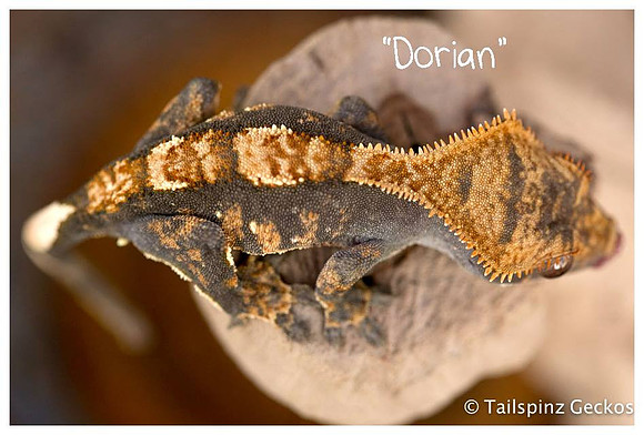 DORIAN - CREEPY EXOTICS