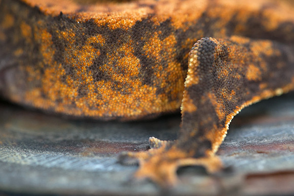 DROGON - URBAN GECKO