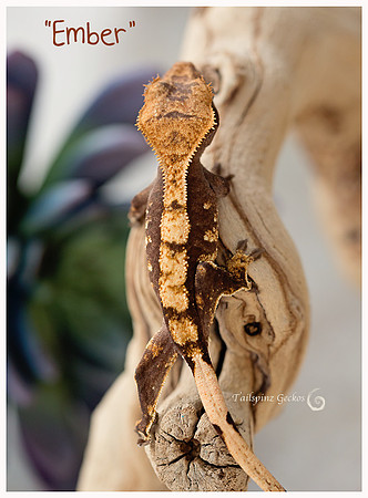 EMBER - APOLLOS GECKOS