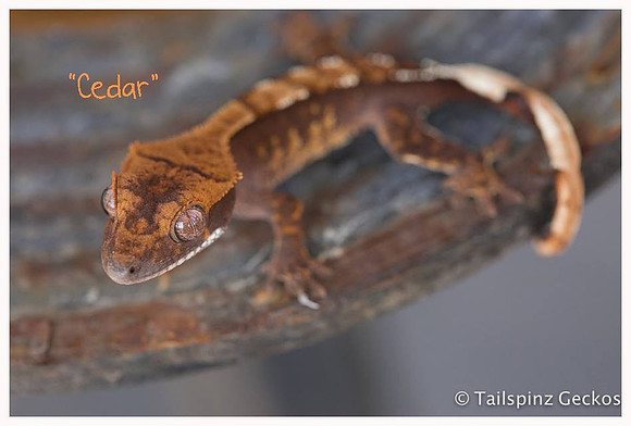 CEDAR - TARA LEIGH'S CRESTIES