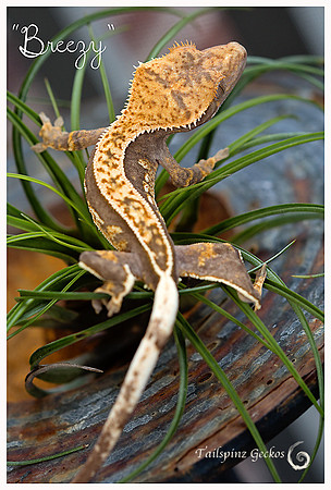 BREEZY - ALL-STAR GECKOS