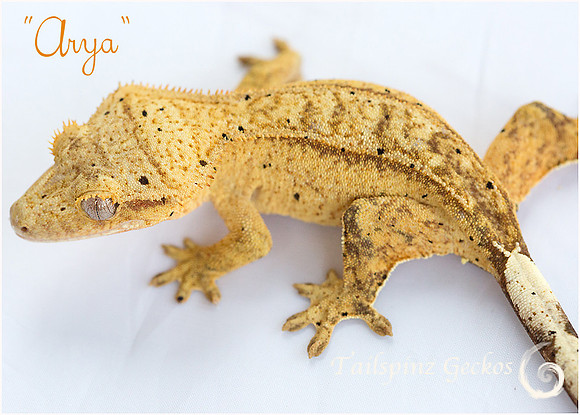 ARYA - ♀