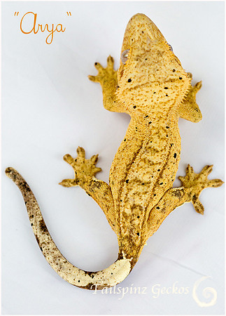 ARYA - ♀