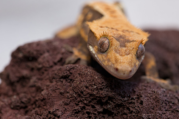 ARCHER - ALL STAR GECKOS - M