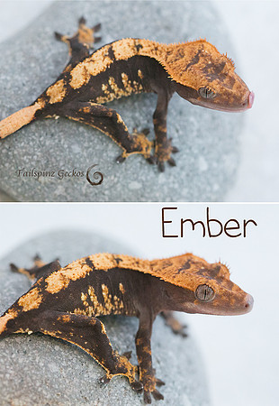 EMBER