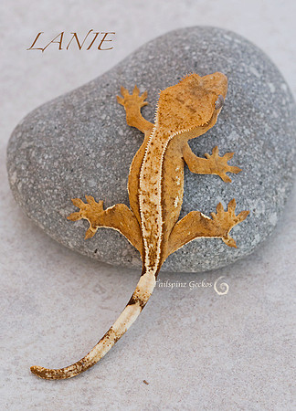 LAINE - Red Hat Herps