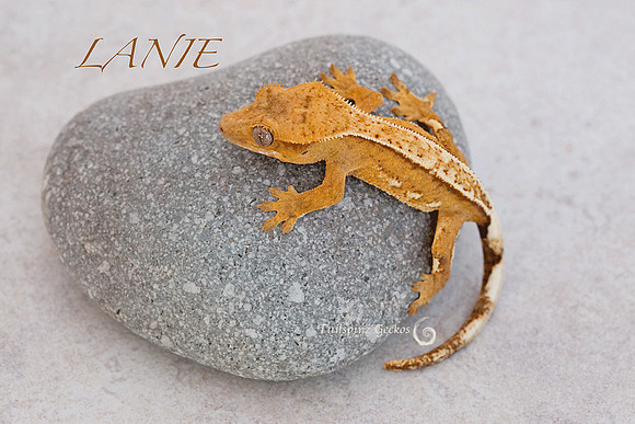 LAINE Red Hat Herps