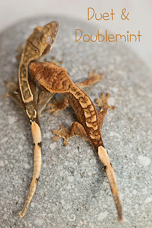DUET - DOUBLEMINT