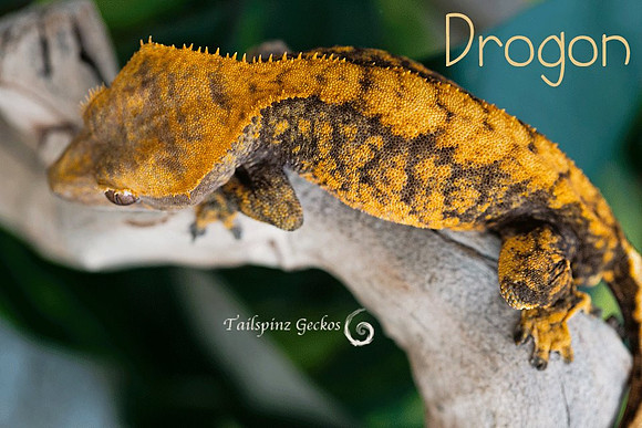 DROGON