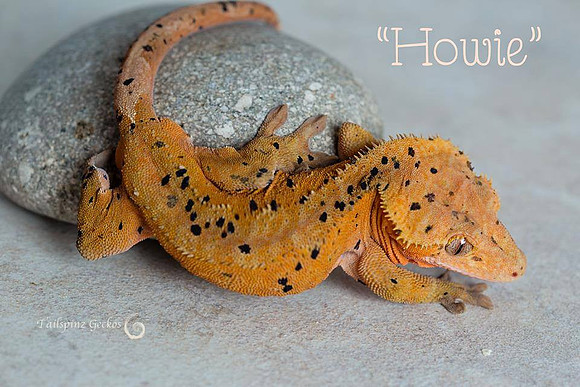 HOWIE - ACR REPTILES