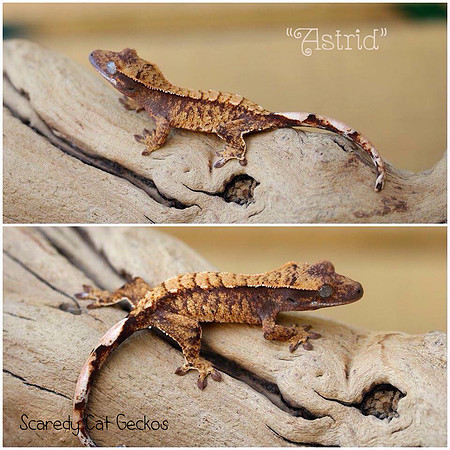 Astrid - Scaredy Cat Geckos