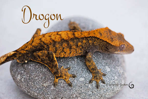 DROGON