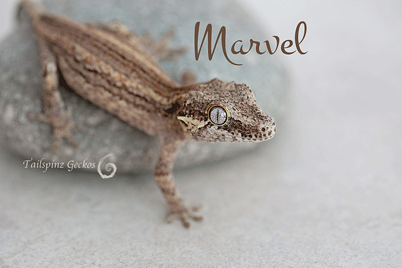 MARVEL