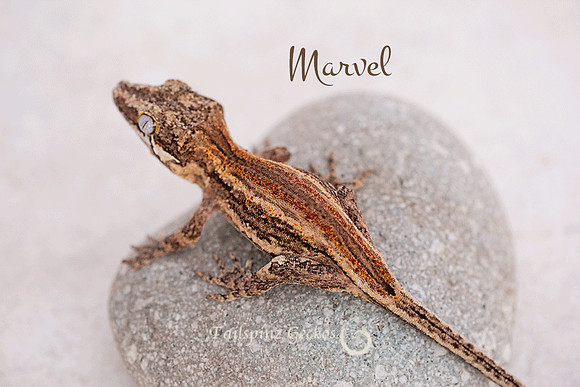 MARVEL