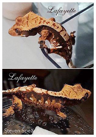 Lafayette - Steven Spear (out of Northern Gecko Lines)