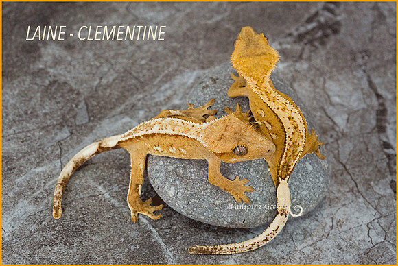 Laine - Clementine