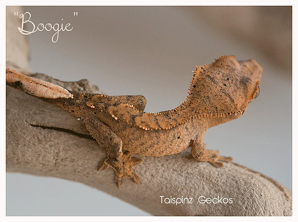 BOOGIE -SUBLIME REPTILES
