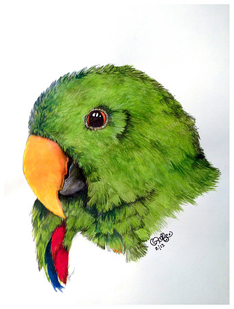 Vinny - Male Vosmaeri Eclectus