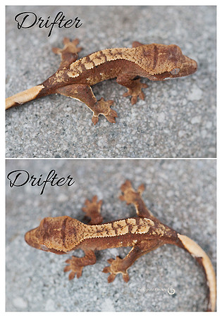 DRIFTER