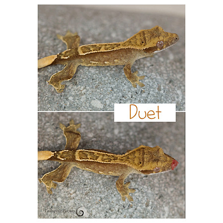 DUET