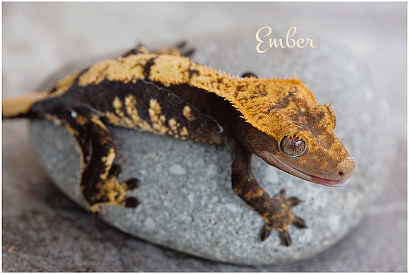 EMBER