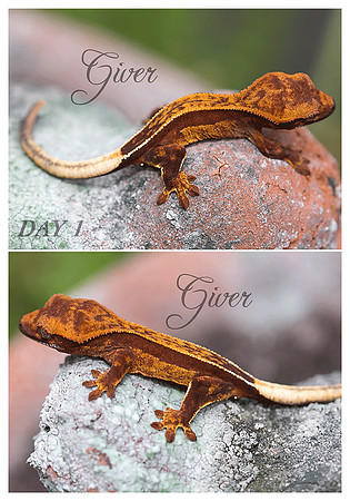 GIVER