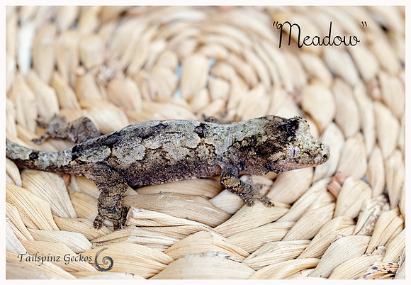 MEADOW - AGDF