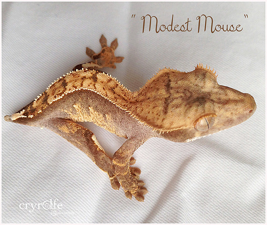 MODEST MOUSE - ALL STAR GECKOS