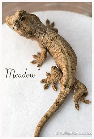 MEADOW - AGDF