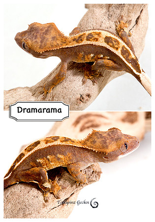 DRAMARAMA