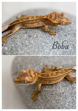BOBA