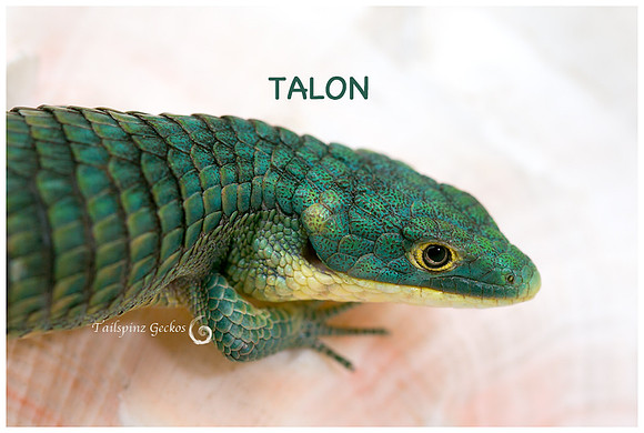 TALON