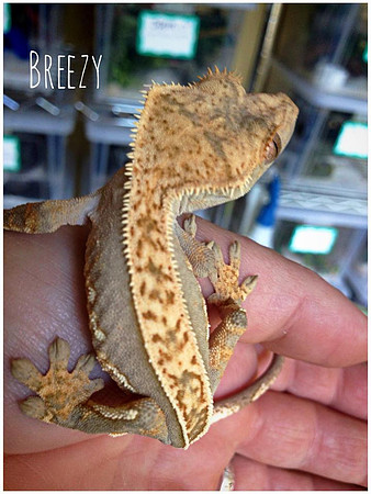 BREEZY - ALL-STAR GECKOS