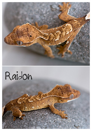 raidon