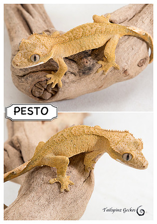 PESTO
