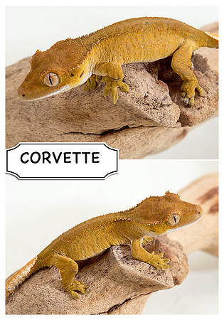 CORVETTE