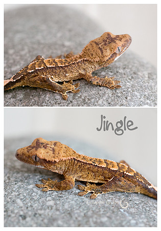 Jingle