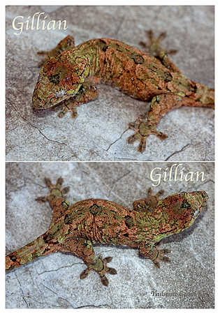 GILLIAN