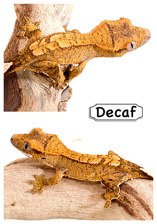 DECAF