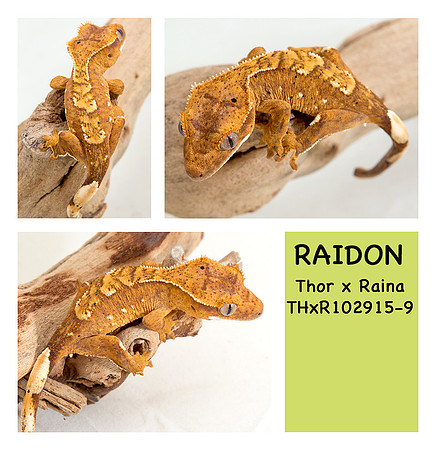 Raidon'