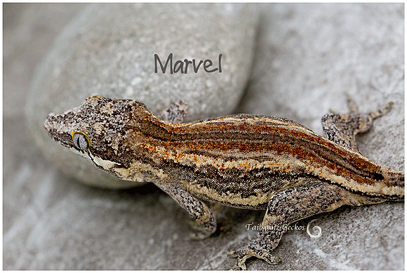 MARVEL