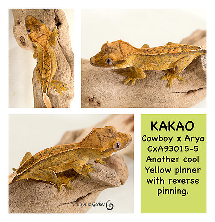 KAKAO