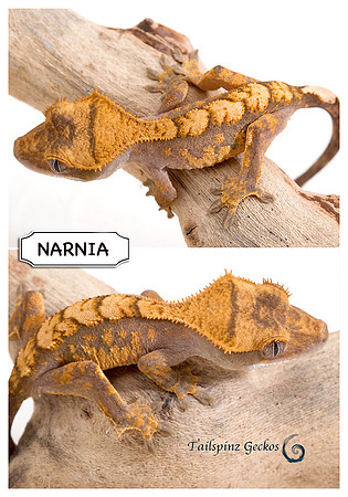 NARNIA