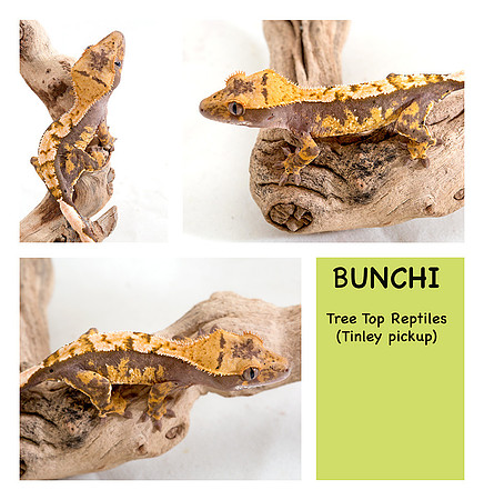 BUNCHI