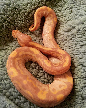 BIJOU