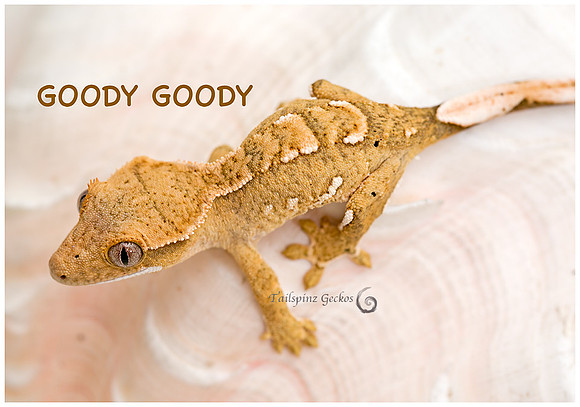 GOODY GOODLY