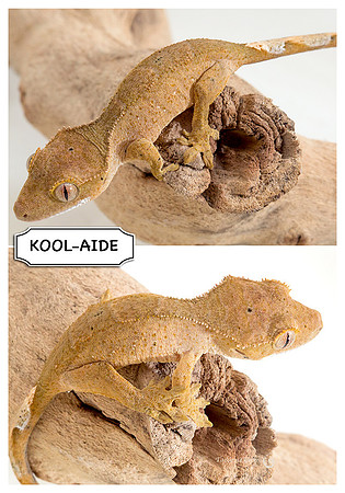 KOOL-AIDE